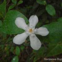 Wrightia antidysenterica (L.) R.Br.